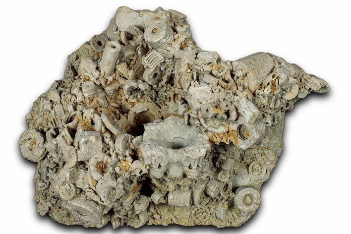 Mississippian Fossil Crinoid & Cephalopod Plate - Kentucky #358773